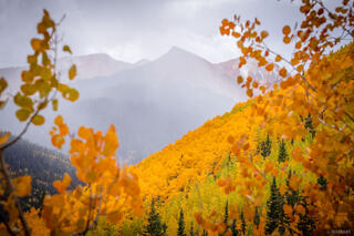 Rainy Red Gold