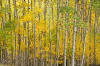 Citrus Aspens