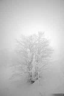 Frozen Tree B&W