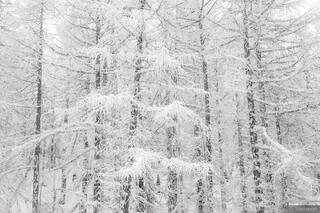 Frosty Larches B&W