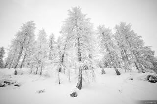 Larch Crew B&W