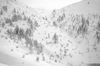 Larch Laps B&W