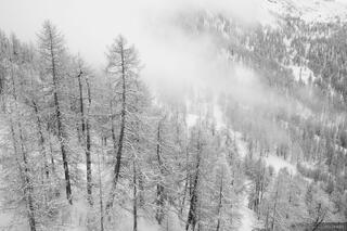 Misty Larch Forest B&W