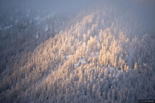 Larch Spotlight