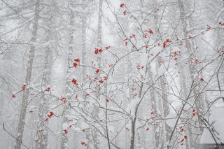 Snow Berries
