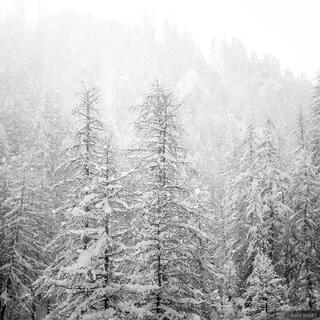 Sunlit Snowfall B&W