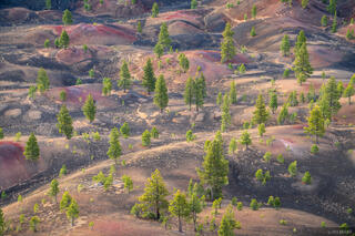 Volcanic Pines