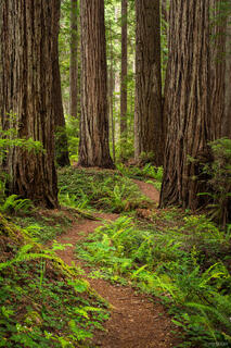 Path Through the Redwoods