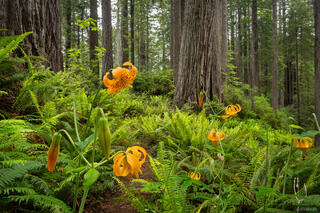 Tiger Lillies in the Redwoods