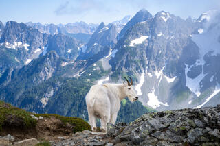 Sahale Mountain Goat