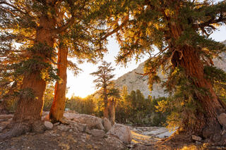 Sunrise Treeglow