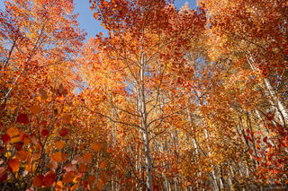 Autumn Reds