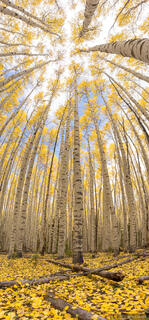 Reach for the Sky