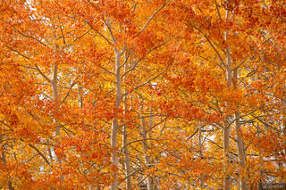 Amber Aspen