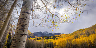 Wilson Aspen Canopy