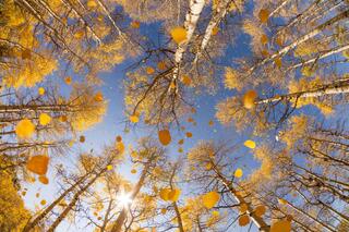 Raining Gold