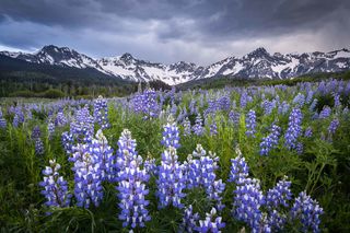Homepage - Stormy Lupines