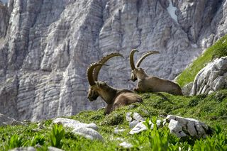 Homepage - Two Ibex