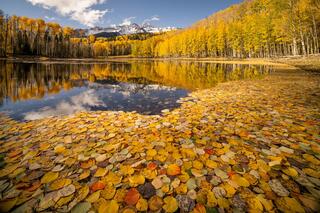 Homepage - Wilson Gold