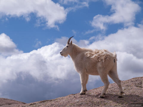 Mountain Goat in the Clouds | Prints | Mountain Photography by