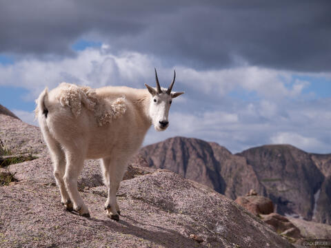 Weminuche Goat