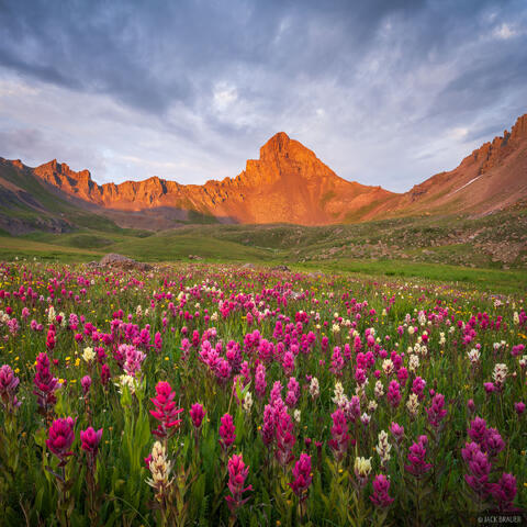 Wetterhorn Clouds and Flowers
