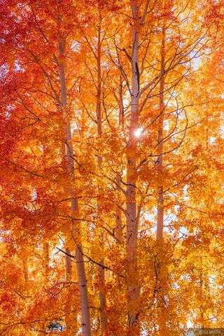 Ruby Aspen