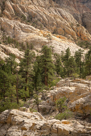 Canyon Ponderosas