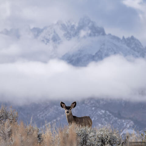 Doe and Sneffels