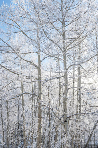 Frosted Aspens