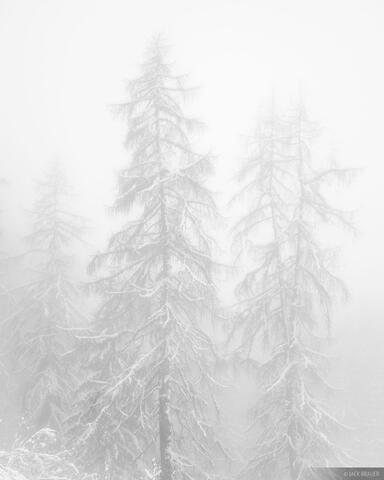 Larches in the Fog