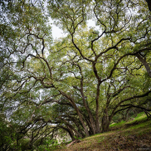 Spider Tree