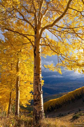 Golden Storm
