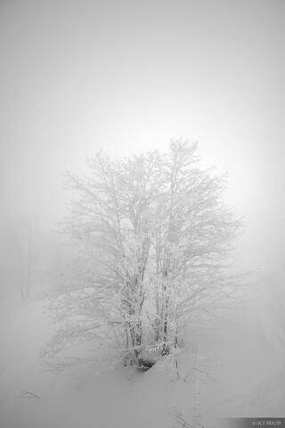 Frozen Tree B&W