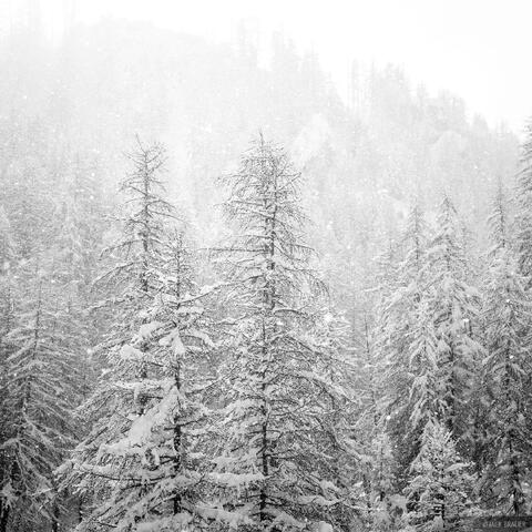 Sunlit Snowfall B&W