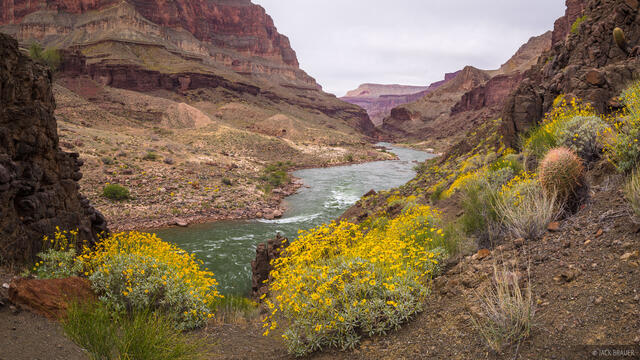 Colorado River Flowers