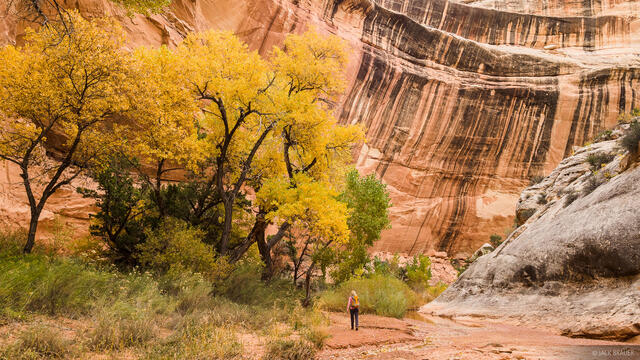 White Canyon Cottonwoods