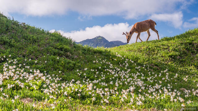 Deer and Lilies