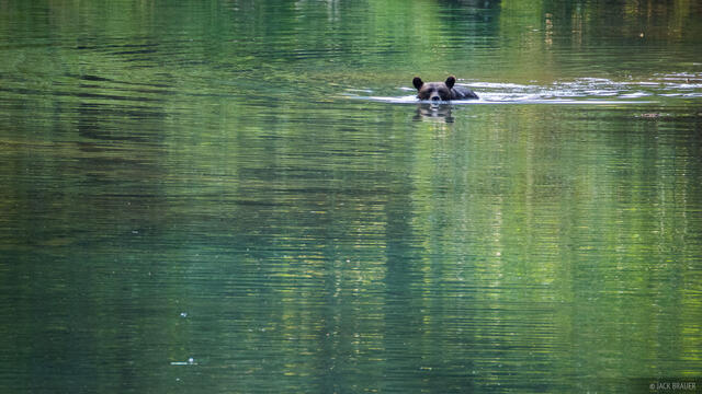 Swimming Grizzly