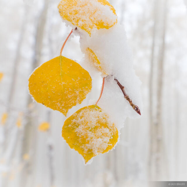Snow Covered Aspen Leaf