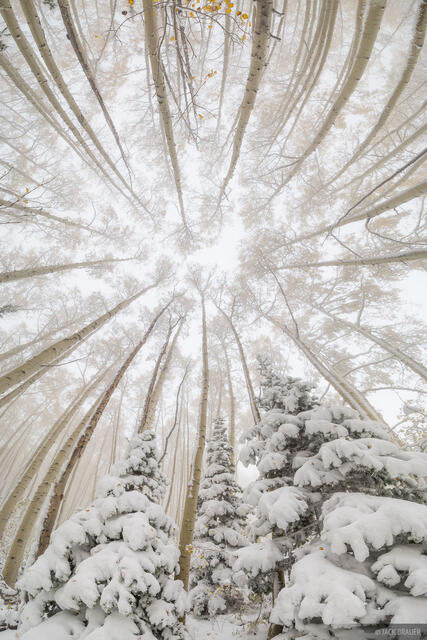 Snowy Aspen Vortex