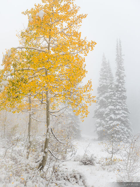 Snowy Golden Aspen