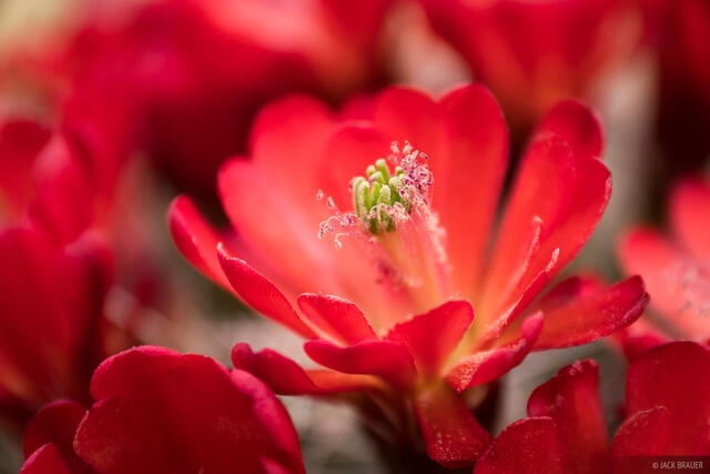 Claret Cup Bloom