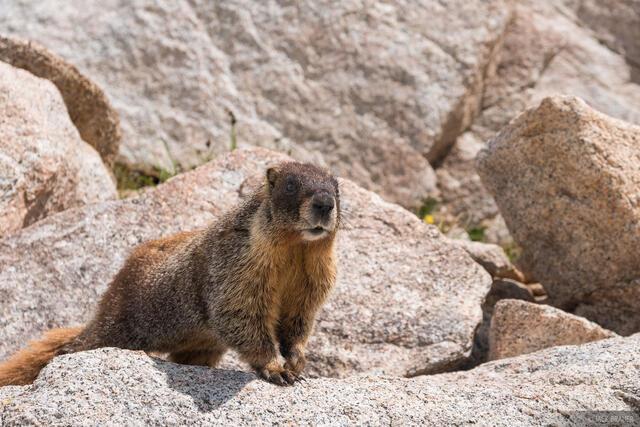 Marmot in Rocks
