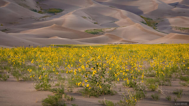 Dunes Sunflowers #3