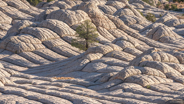 White Pocket Tree
