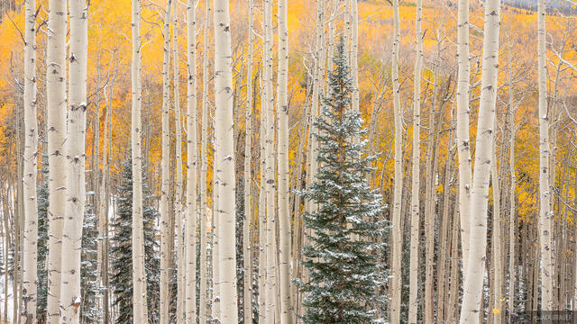 Snowy Pine and Aspens