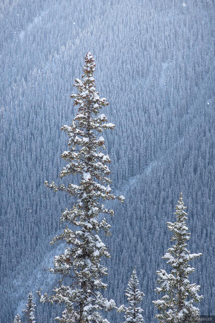 Winter Pine