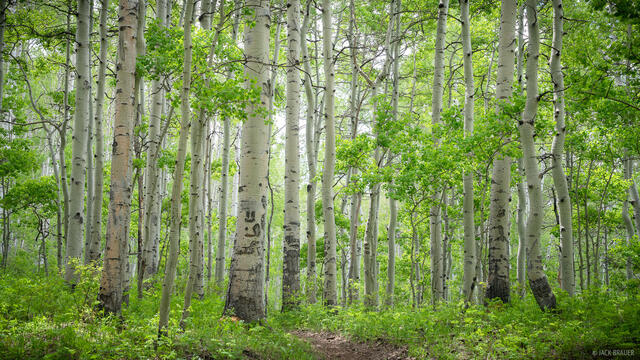 Happy Aspens