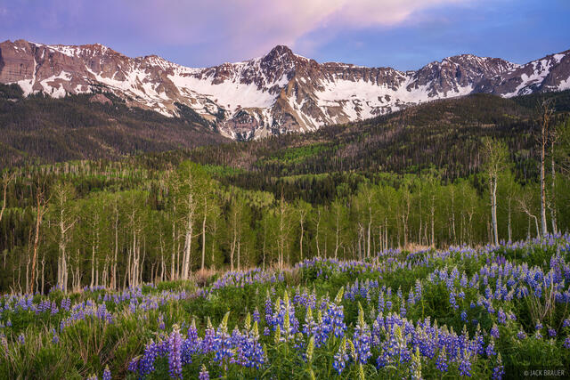 Mears Lupine